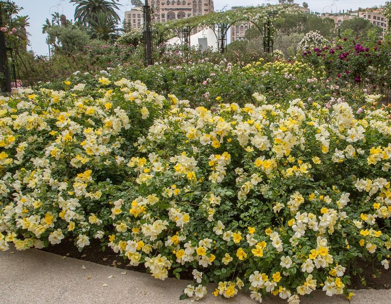 Meijecycka Yellow Shrub Roses (Rosa 'Meijecycka' Limoncello™ PP21532)