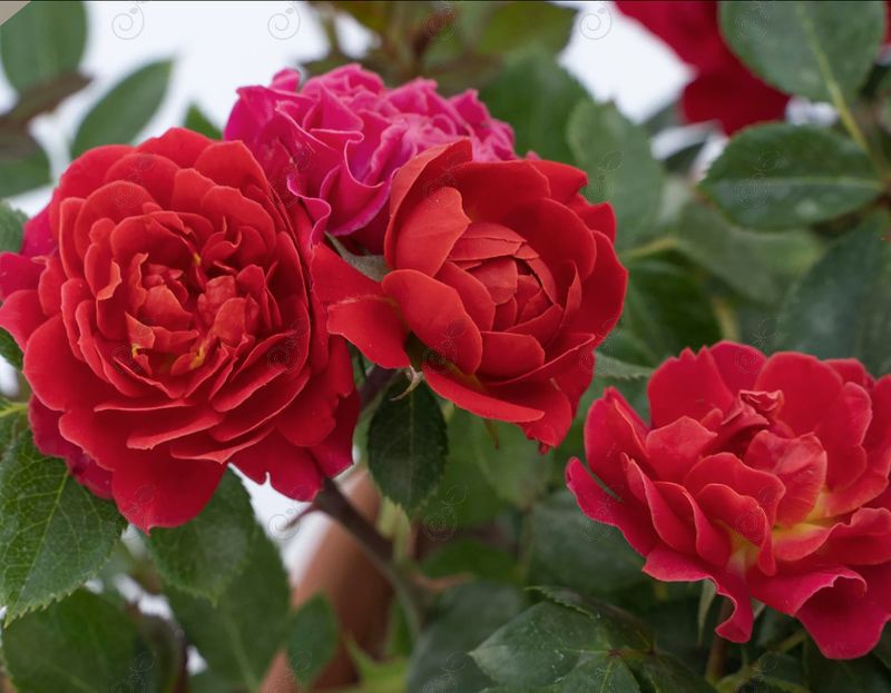 Meipateq Neon Red Miniature Roses (Rosa 'Meipateq' Sunblaze® Watermelon)