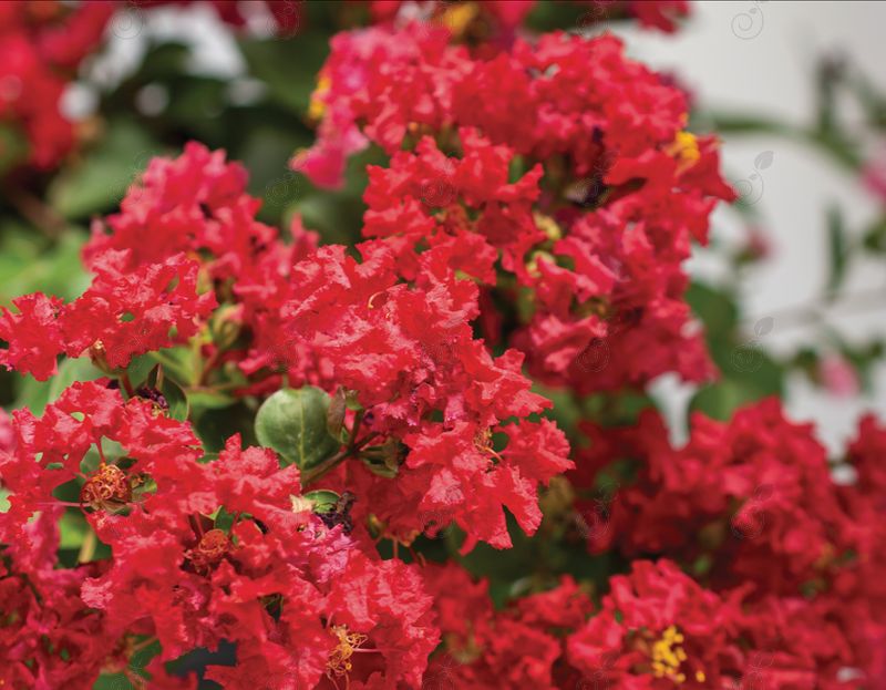 Strawconbel Red Shrub Crepe Myrtle (Lagerstroemia indica 'Strawconbel' Bellini® Strawberry PP33517)