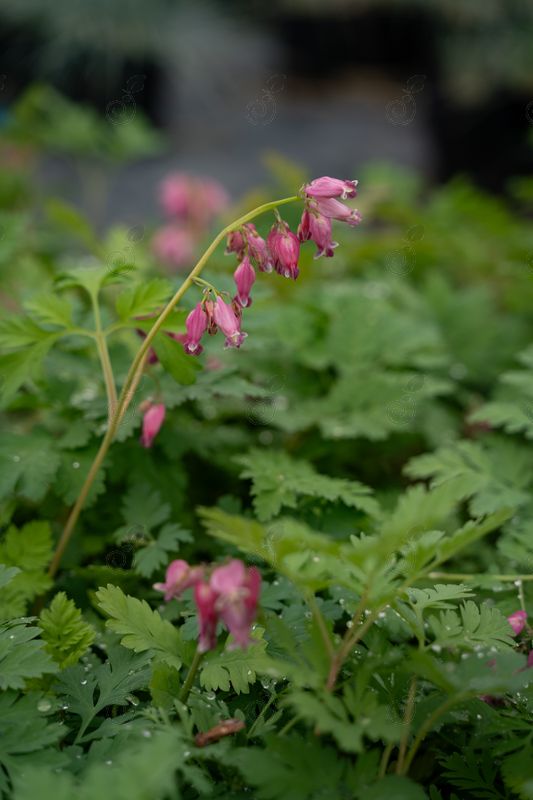 Pacific Bleeding Heart (Dicentra formosa)