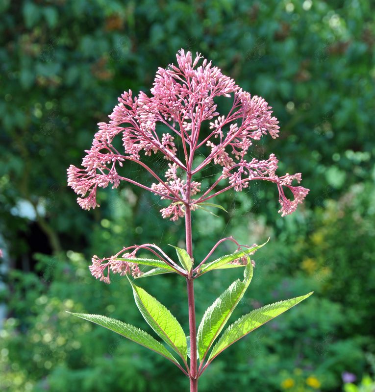 Spotted Joe Pye Weed (Eupatorium maculatum)