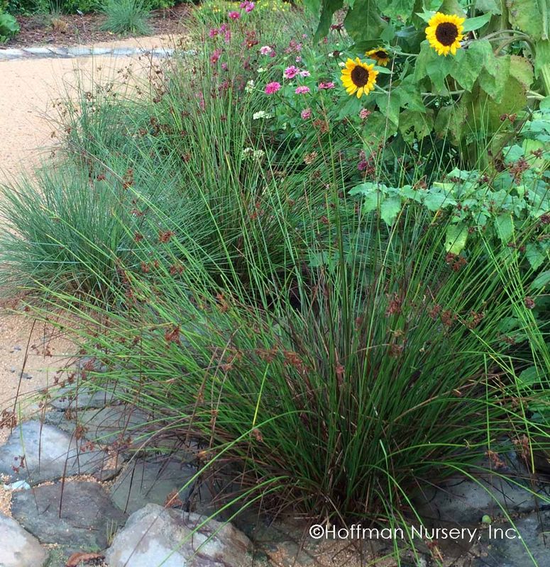 Common Rush (Juncus effusus)