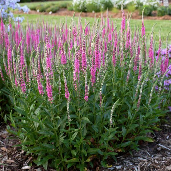 Perfectly Picasso Speedwell (Veronica 'Perfectly Picasso' PP29720)