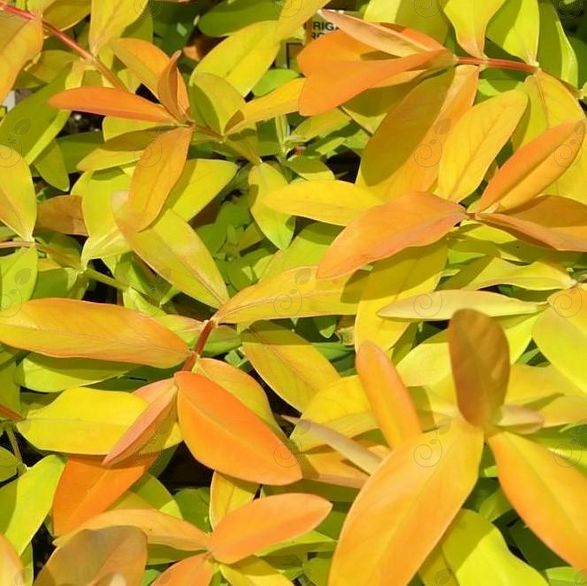 Brigadoon St. John's Wort (Hypericum calycinum 'Brigadoon')
