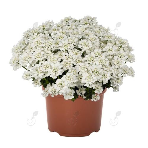 White Shadow Candytuft (Iberis sempervirens 'White Shadow')