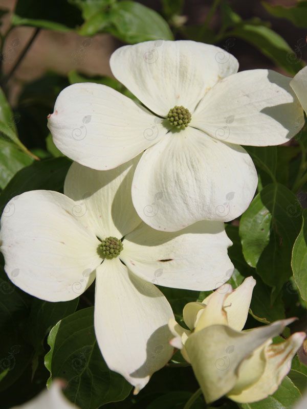 Rutdan Flowering Dogwood (Cornus x 'Rutdan' Celestial®)