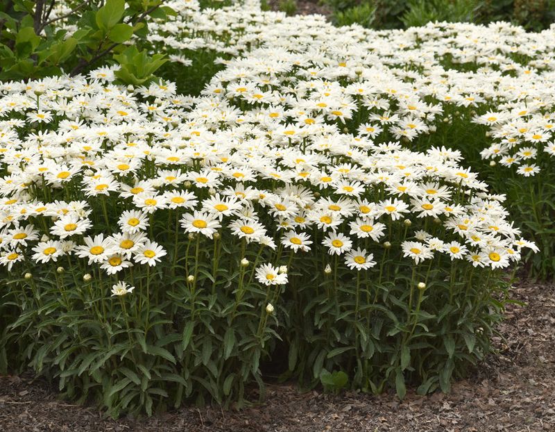 Whitecap Shasta Daisy (Leucanthemum x superbum 'Whitecap' PP33605)