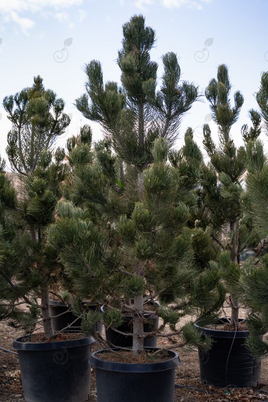 Select Bosnian Pine (Pinus leucodermis 'Select')