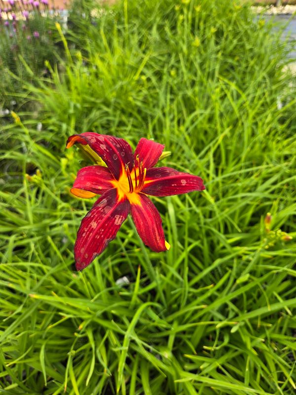 Red Daylily (Hemerocallis Red)