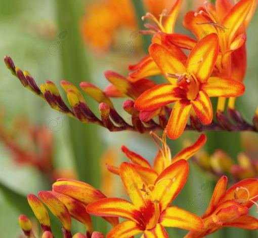 Firestarter Montbretia Falling Stars (Crocosmia 'Firestarter')