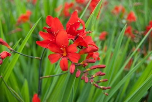 Diablito™ Montbretia Falling Stars (Crocosmia 'Diablito™')