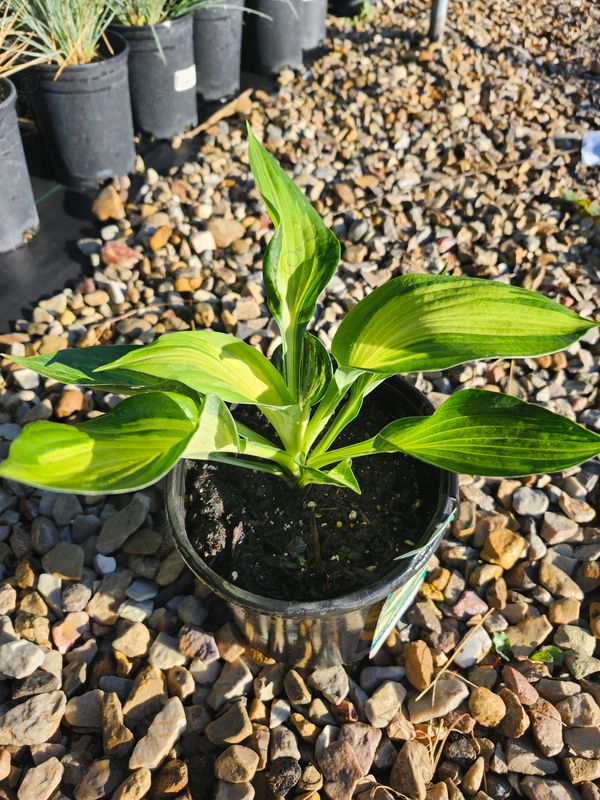 Revolution Hosta Plantain Lily (Hosta 'Revolution')