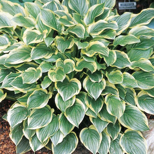 So Sweet Hosta Plantain Lily (Hosta 'So Sweet')