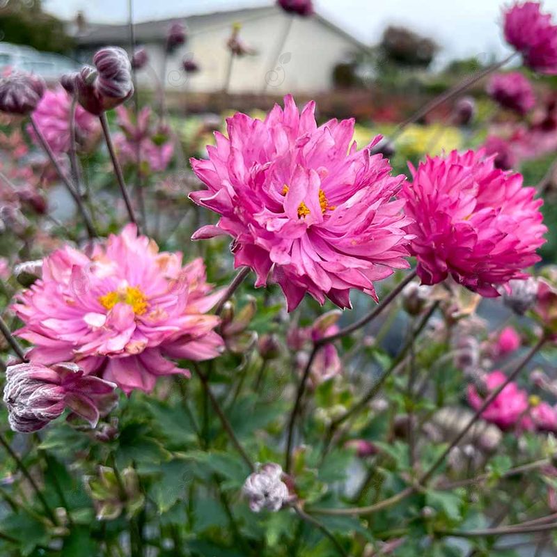 PUFF® Pink Japanese Windflower (Anemone 'PUFF® Pink')