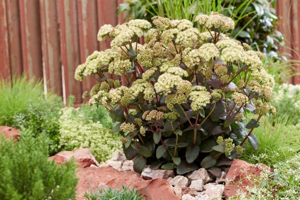 Banana Split Upright Stonecrop (Sedum 'Banana Split')