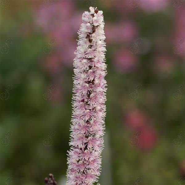 Pink Spike Cimicifuga Bugbane (Actaea simplex 'Pink Spike')