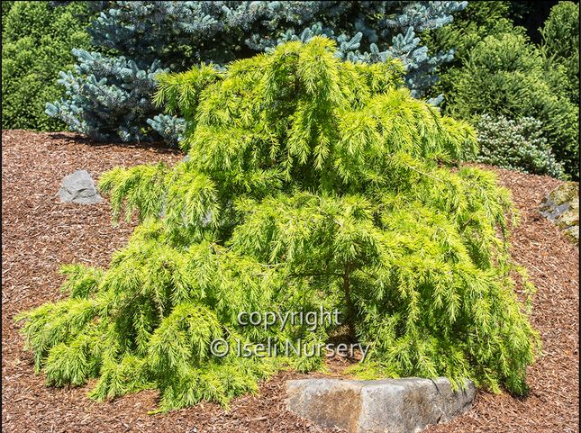 Gold Cascade Deodar Himalayan Cedar (Cedrus deodara 'Gold Cascade')