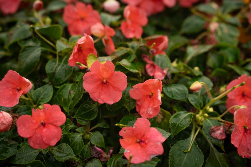 Beacon® Coral Impatiens (Impatiens walleriana 'Beacon® Coral')