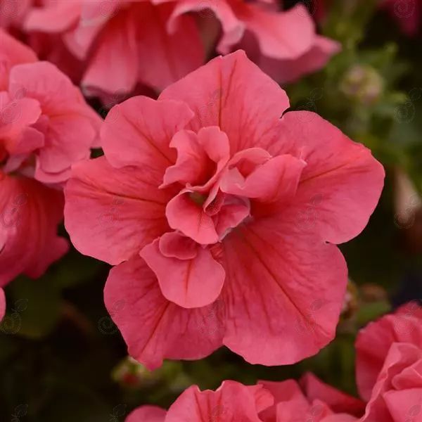 Double Madness® Salmon Petunia (Petunia hybrida 'Double Madness® Salmon')