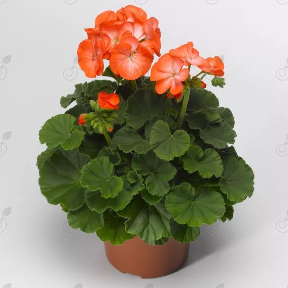 Annual Geranium (Geranium annual Pinto™ Premium Orange Bicolor')