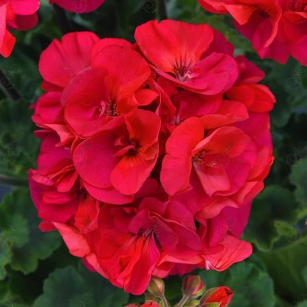 Presto Fuschia Annual Geranium (Geranium annual 'Presto Fuschia')