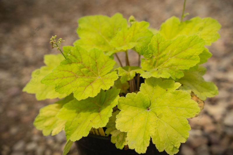 Electra Coral Bells (Heuchera 'Electra')