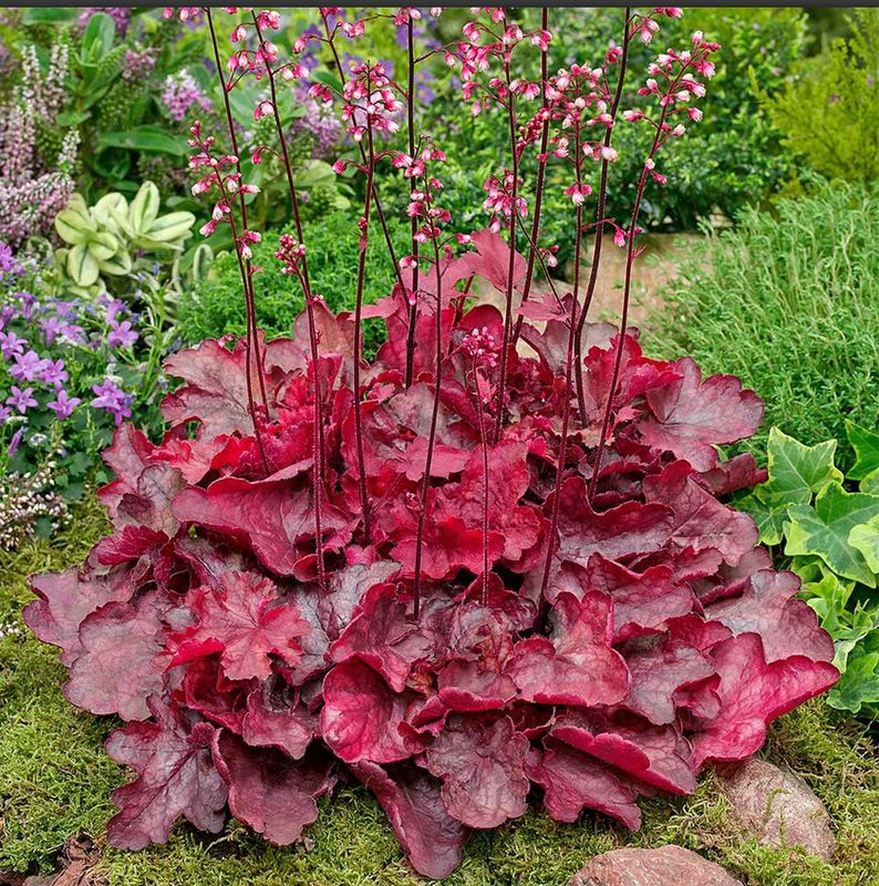 Fire Chief Red Coral Bells (Heuchera 'Fire Chief')