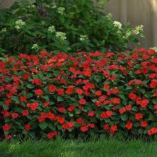 Beacon® Bright Red Impatiens (Impatiens walleriana 'Beacon® Bright Red')