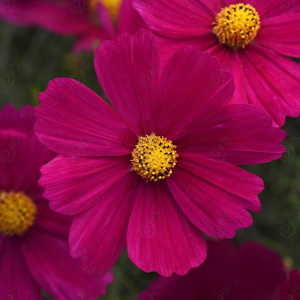 Sonata™ Carmine Cosmos (Cosmos 'Sonata™ Carmine')
