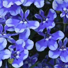 KLELE23777 Lobelia (Lobelia 'KLELE23777' PP25526 Magadi™ Compact Blue')