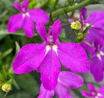 Waterfall™ Magenta Lobelia (Lobelia 'Waterfall™ Magenta')