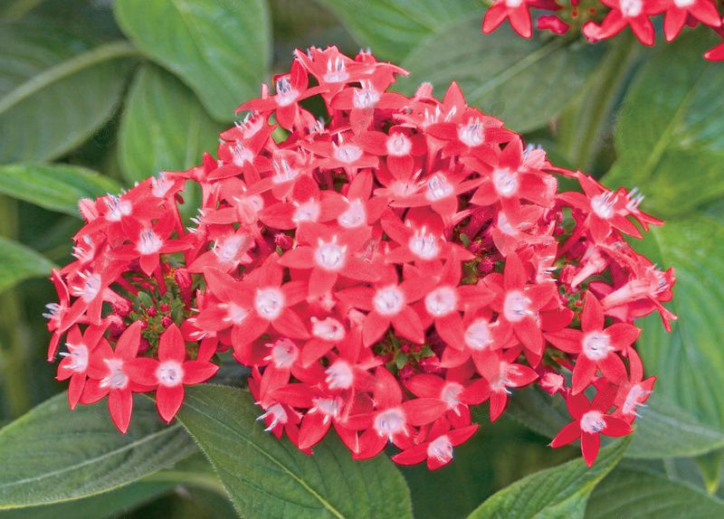 Butterfly Red Pentas (Pentas lanceolata 'Butterfly Red')