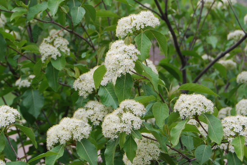 Nannyberry Sweet Viburnum (Viburnum lentago)