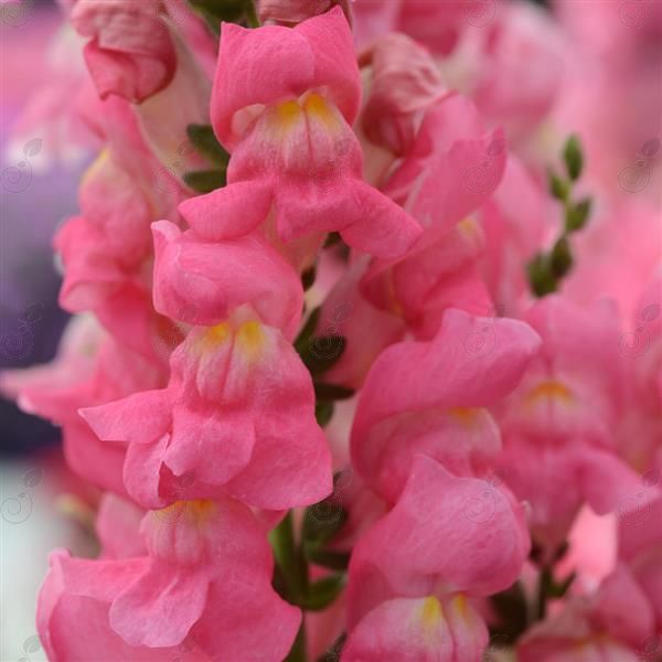 Rocket Rose Shades Snapdragon (Snapdragon 'Rocket Rose Shades')