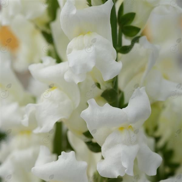 Rocket White Snapdragon (Snapdragon 'Rocket White')