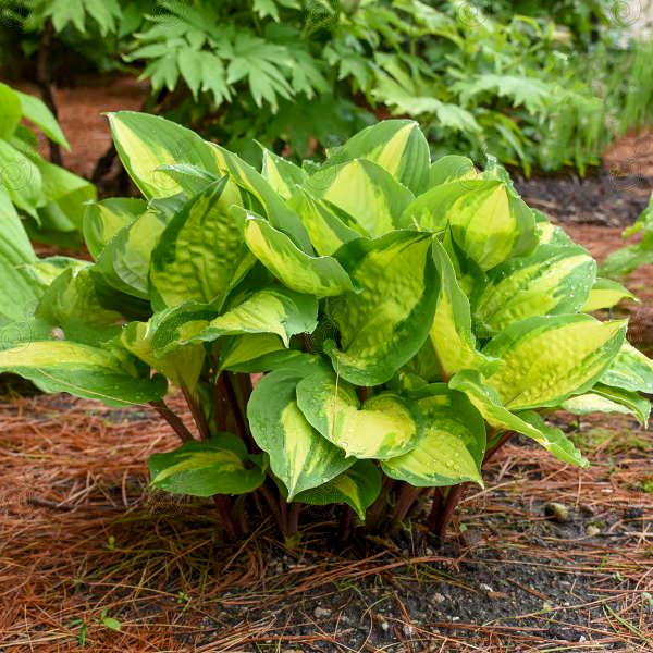 Island Breeze Hosta Plantain Lily (Hosta 'Island Breeze')
