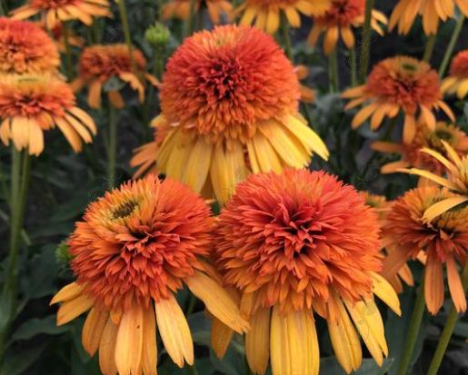 Orange Fascinator Orange Coneflower (Echinacea 'Orange Fascinator')