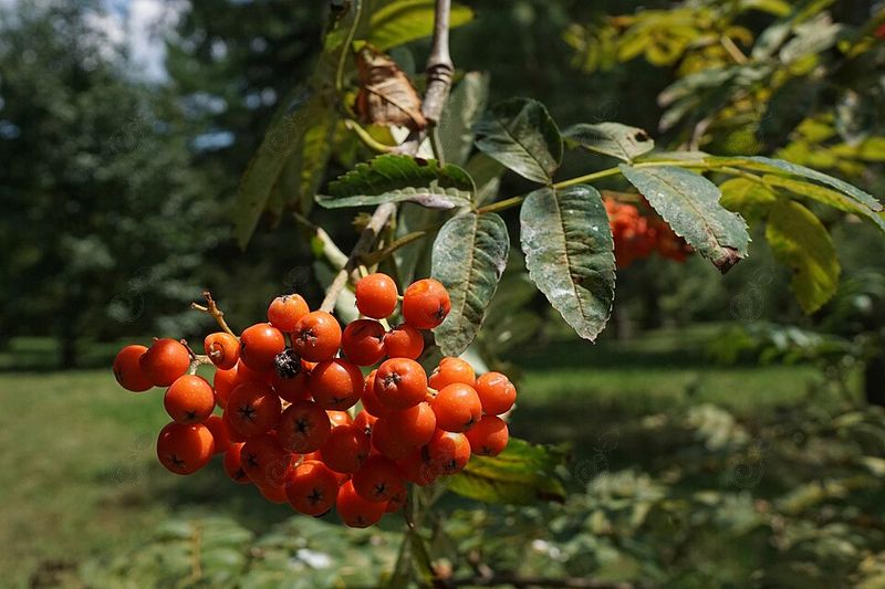 Greene or Western Mountain Ash (Sorbus scopulina)
