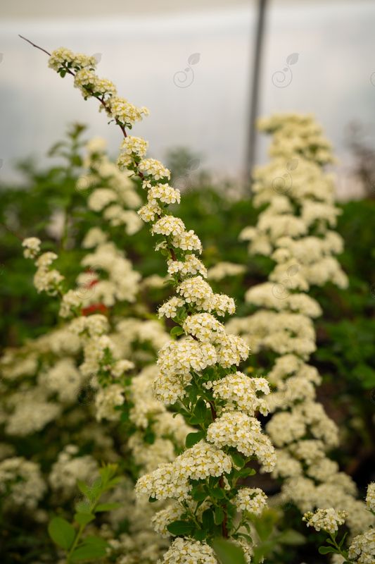 June Bride Bridal Wreath Spirea (Spiraea nipponica 'June Bride')