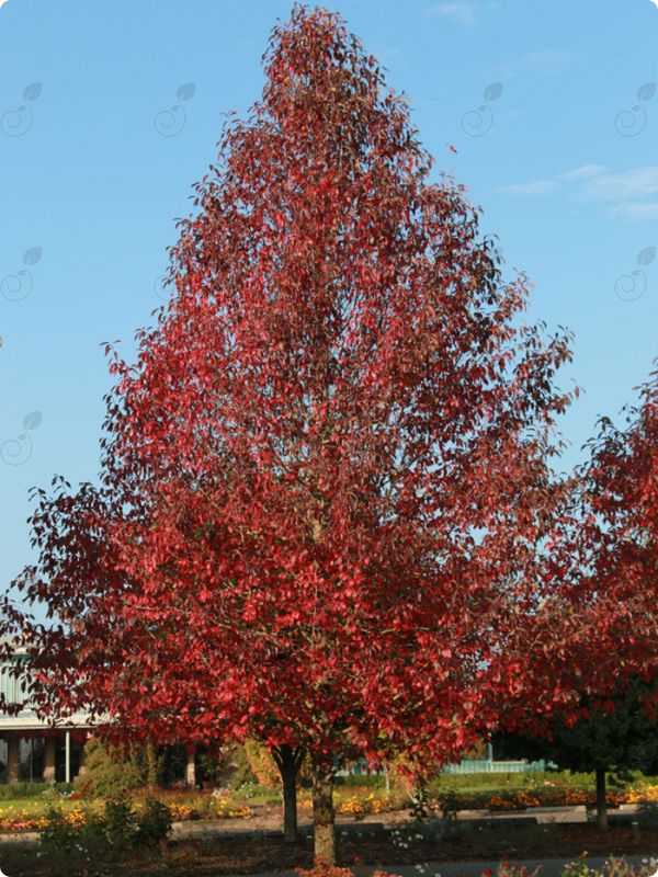 JFS-Red Black Sour Gum Tupelo Tree (Nyssa sylvatica 'JFS-red' PP26975 Firestarter®)