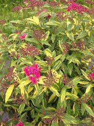 Minspi Hot Pink Spirea (Spiraea japonica  'Minspi' DOUBLE PLAY® Painted Lady)