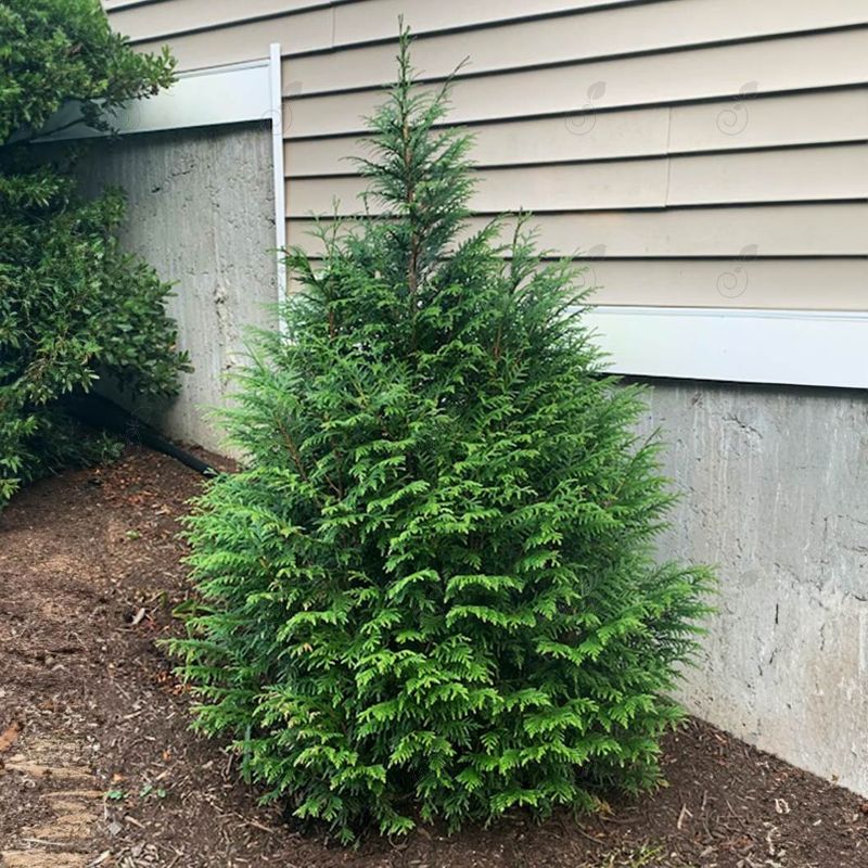 Leprechaun Arborvitae Western Red Cedar (Thuja standishii x plicata 'Leprechaun')