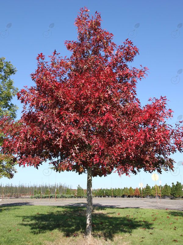 Scarlet Oak (Quercus coccinea)