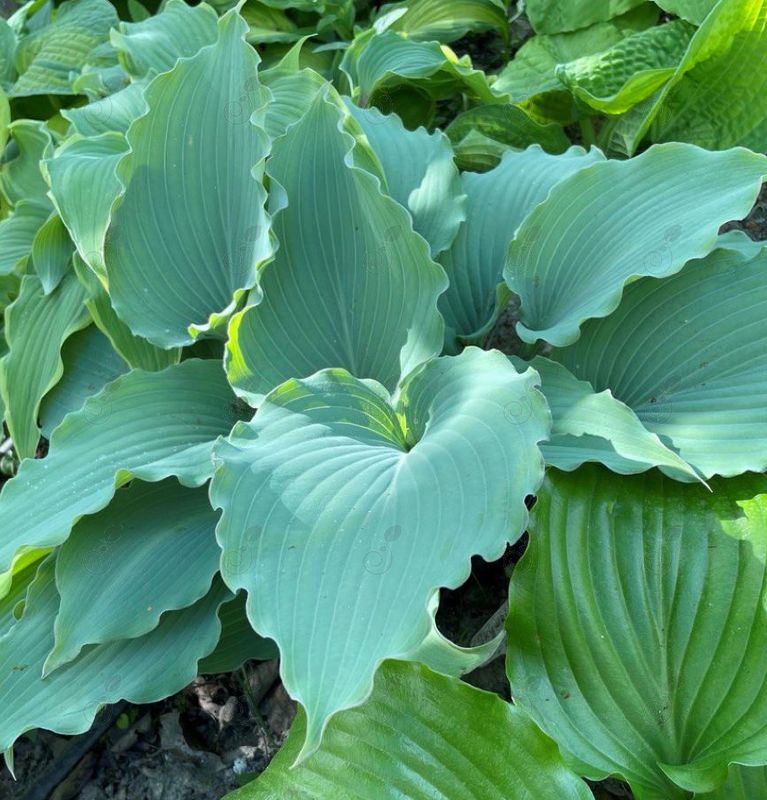 Skywriter Hosta Plantain Lily (Hosta 'Skywriter')