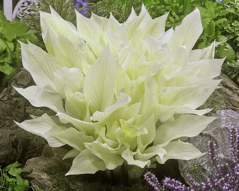 White Feather Hosta Plantain Lily (Hosta 'White Feather')