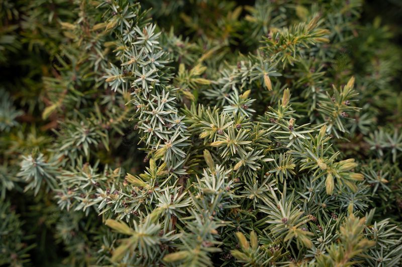 Silver Mist Shore Juniper (Juniperus conferta 'Silver Mist')