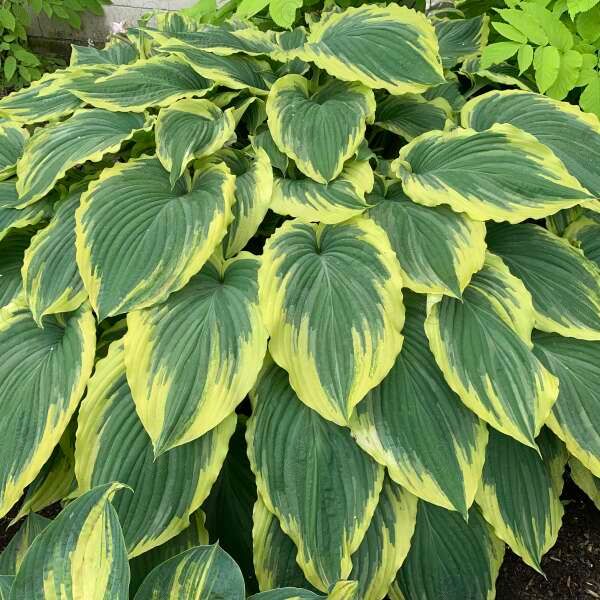Drop-Dead Gorgeous Hosta Plantain Lily (Hosta 'Drop-dead Gorgeous')