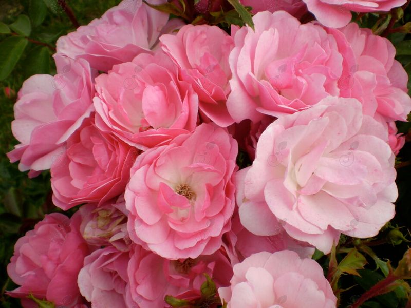 Baimas Pink Shrub Rose (Rosa Easy Elegance® 'Baimas' Pinktopia)