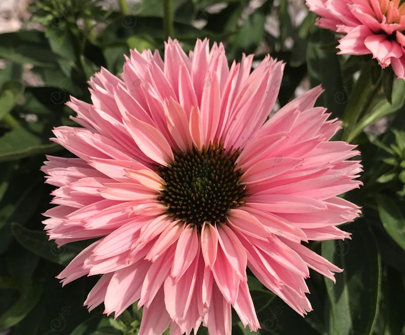 Light Pink Coneflower (Echinacea SunSeekers Salmon)