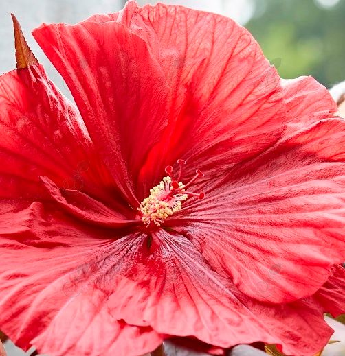Tahi05 Rosemallow Hardy/Dinner Plate Hibiscus (Hibiscus moscheutos 'Tahi05' Carousel® Giant Red)